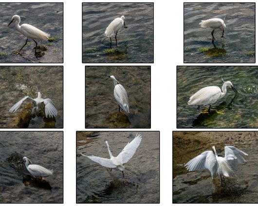 Jersey-Birds-Little-Egret-2024