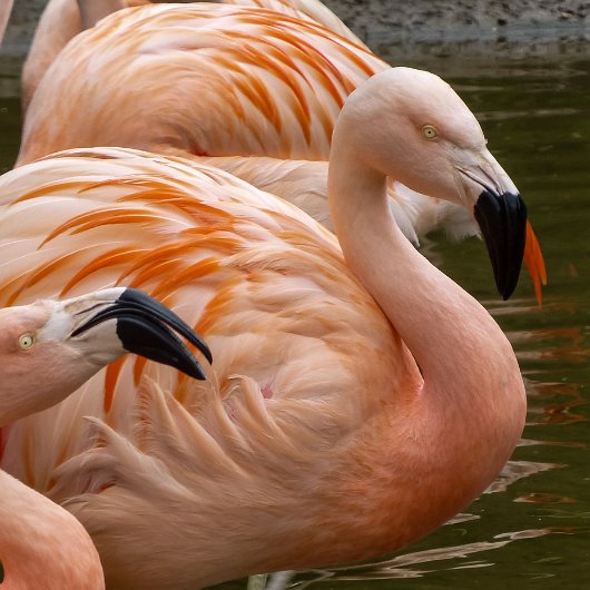 Birds-Flamingo-2018-10