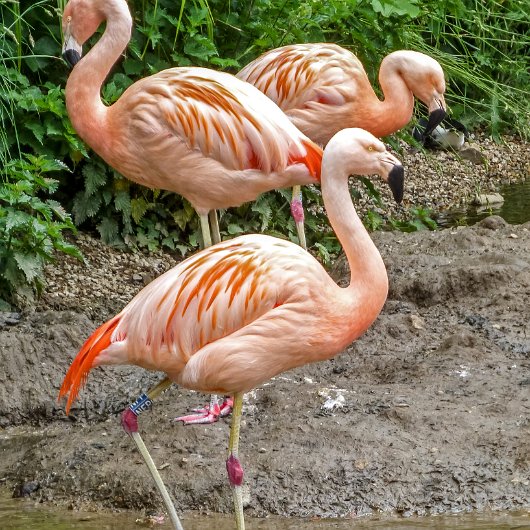 Birds-Flamingo-2018-2