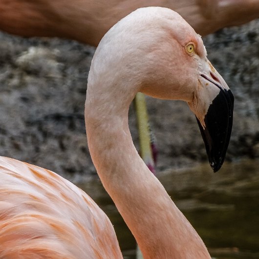 Birds-Flamingo-2018-3