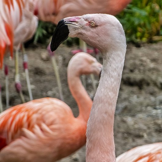Birds-Flamingo-2018-4