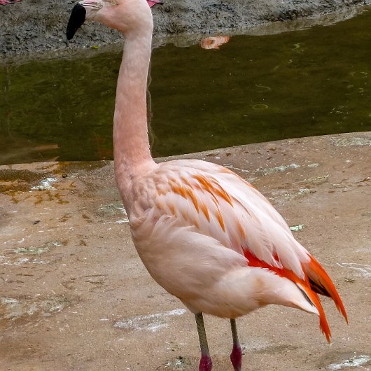 Birds-Flamingo-2018-5