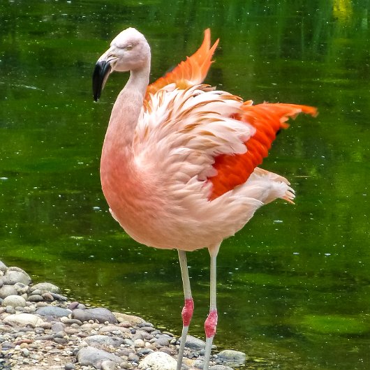 Birds-Flamingo-2018-7