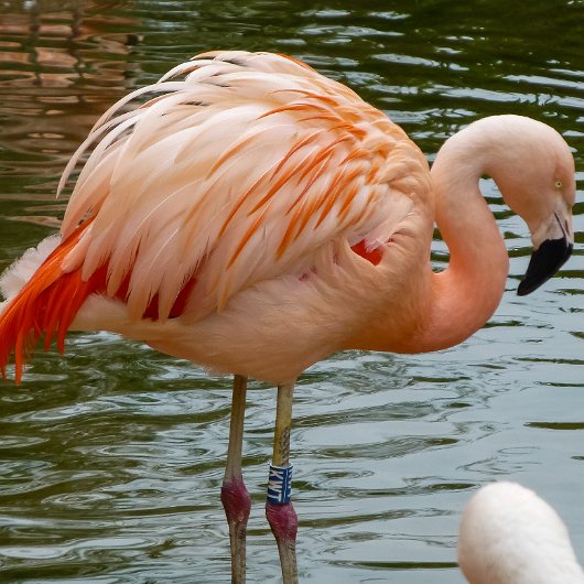 Birds-Flamingo-2018-8