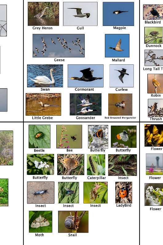 210-A4-Records-AirportWildlife-Species