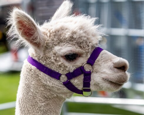 Alpacas-2019-08-02-1