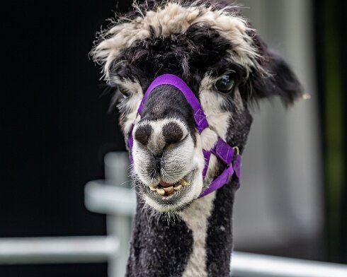 Alpacas-2019-08-02-2