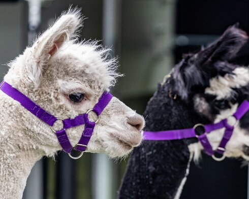 Alpacas-2019-08-02-3