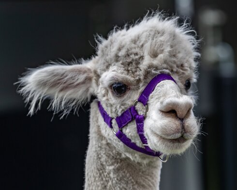 Alpacas-2019-08-02-4