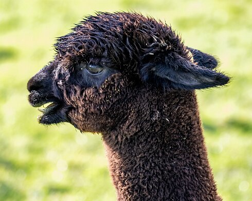 Alpacas-2023-10-03-10