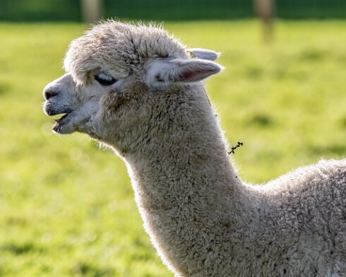 Alpacas-2023-10-03-1_1