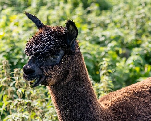 Alpacas-2023-10-03-2_1