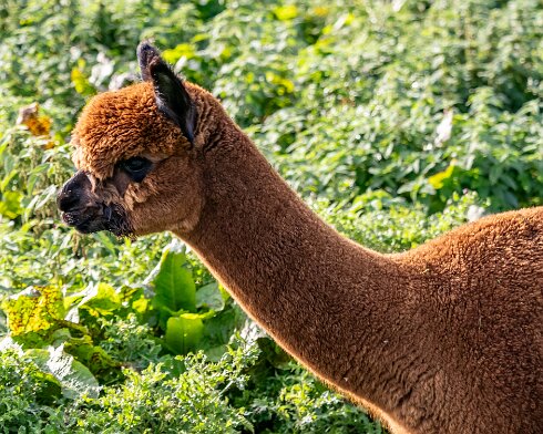 Alpacas-2023-10-03-3_1