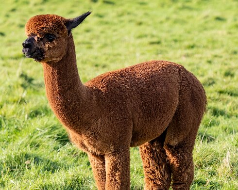 Alpacas-2023-10-03-4