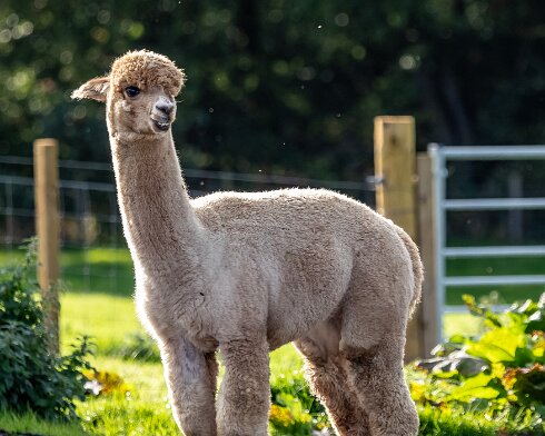 Alpacas-2023-10-03-4_1