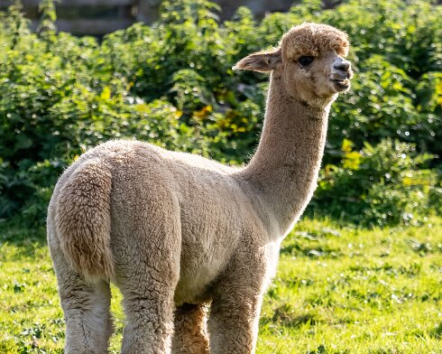 Alpacas-2023-10-03-5-1