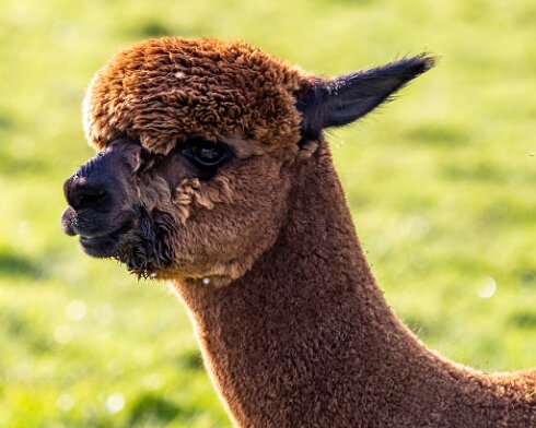 Alpacas-2023-10-03-6