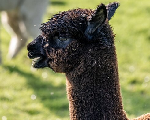 Alpacas-2023-10-03-7