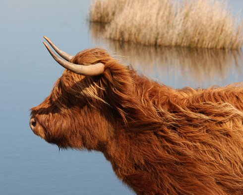 Cattle-2009-04-12