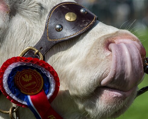 Cattle-2015-08-01-2