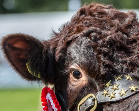 Cattle-2015-08-01-4