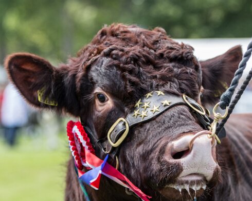 Cattle-2015-08-01-5