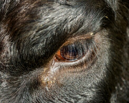 Cattle-2020-11-16