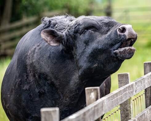 Cattle-2021-06-15-1