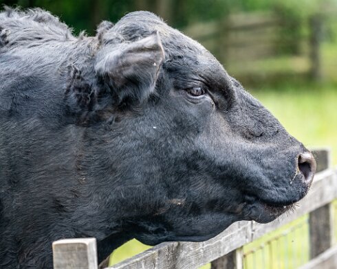 Cattle-2021-06-15-2