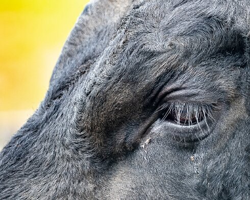 Cattle-2021-06-15-3