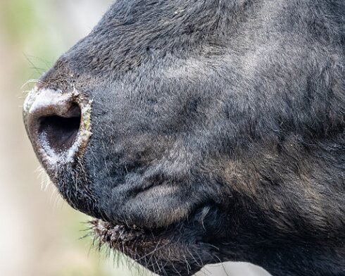 Cattle-2021-06-15-4
