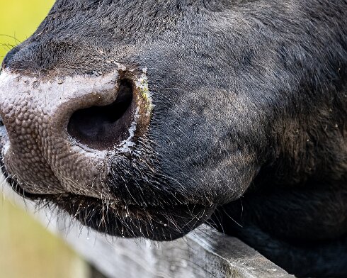 Cattle-2021-06-15-5