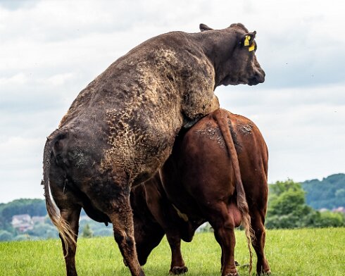 Cattle-2021-06-15-6