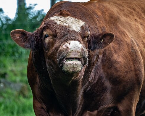 Cattle-2021-06-15-7