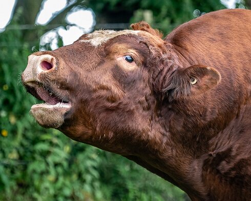 Cattle-2021-06-15-8