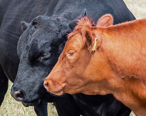Cattle-2022-07-05-1