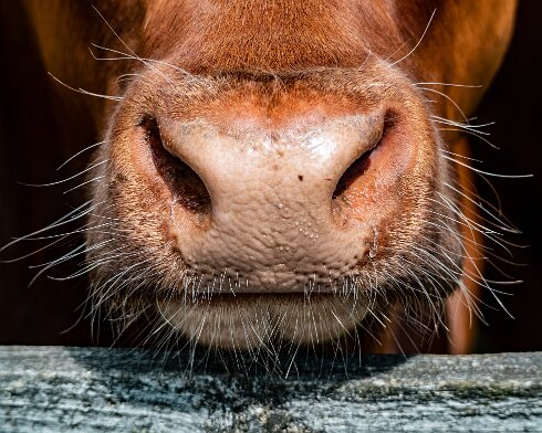Cattle-2022-07-05-2