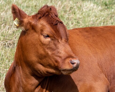 Cattle-2022-07-05-3