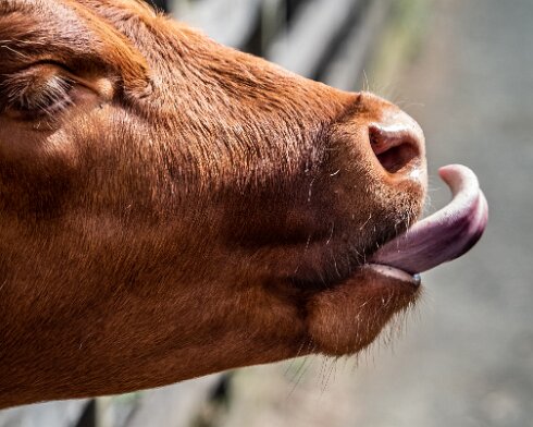 Cattle-2022-07-05-4