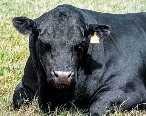 Cattle-2022-07-05-5