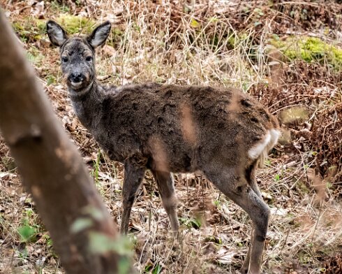 Deer-2022-03-15