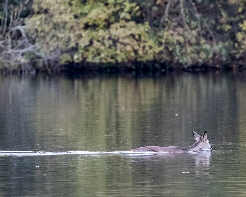 Deer-Birnie-Loch-2016-11-09-1