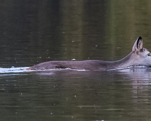 Deer-Birnie-Loch-2016-11-09-2