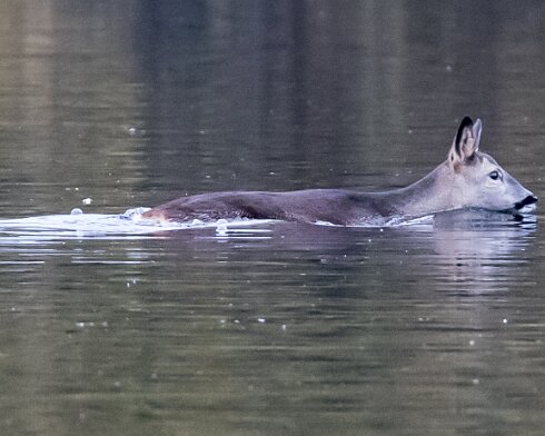 Deer-Birnie-Loch-2016-11-09-3