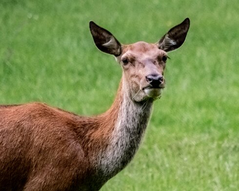 Deer-Blair-Atholl-2022-06-13-1