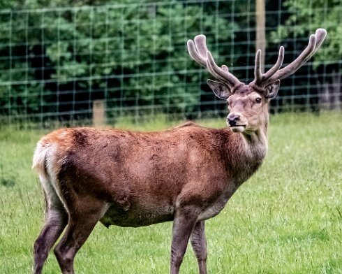 Deer-Blair-Atholl-2022-06-13-2