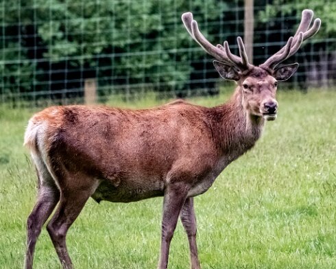 Deer-Blair-Atholl-2022-06-13-3