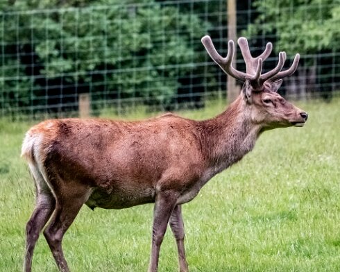 Deer-Blair-Atholl-2022-06-13-4