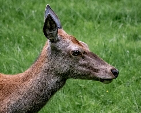 Deer-Blair-Atholl-2022-06-13-5