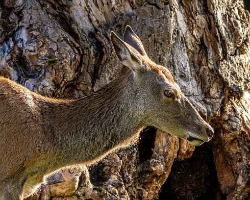 Deer-Blair-Atholl-2025-09-19-1